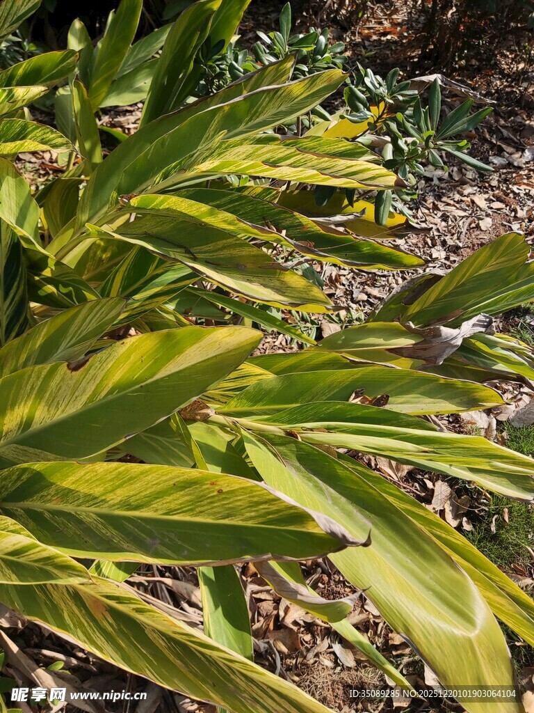黄绿相间的斑斓叶片植物