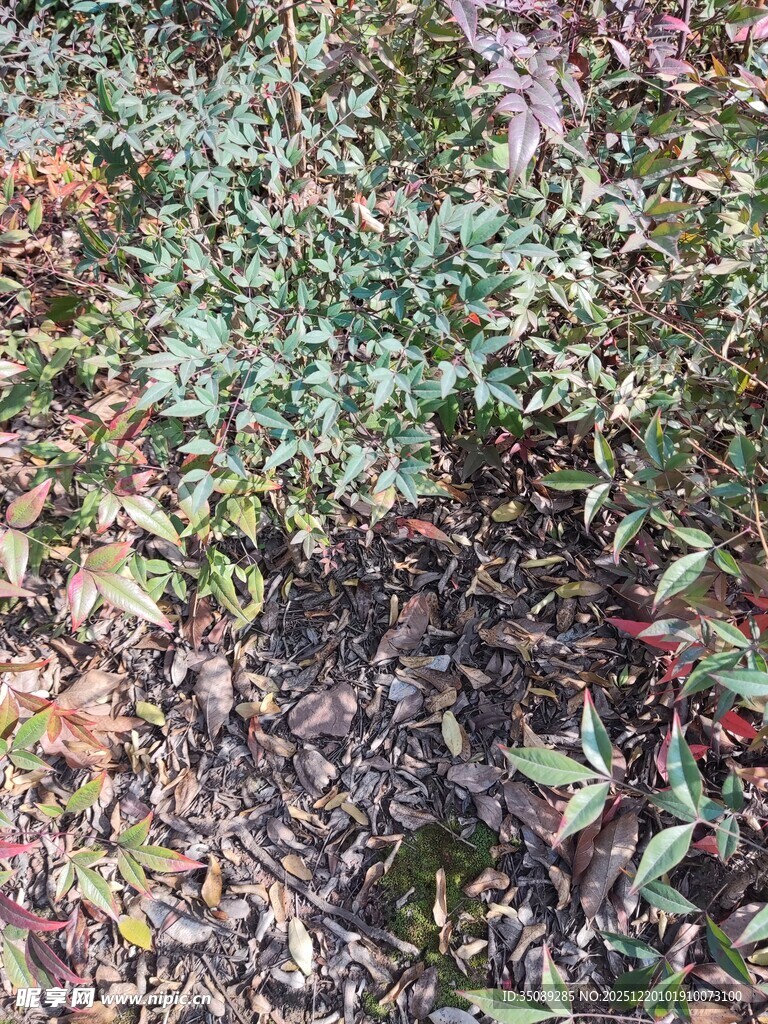 地面多彩植物景象