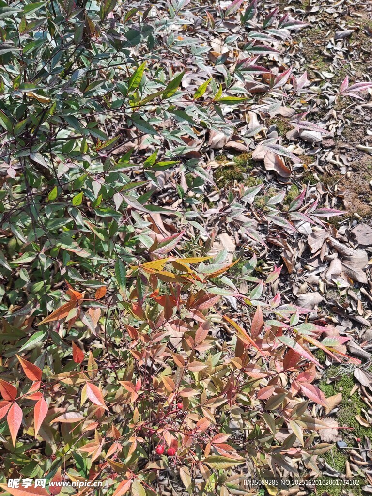 秋日落叶与绿植景象