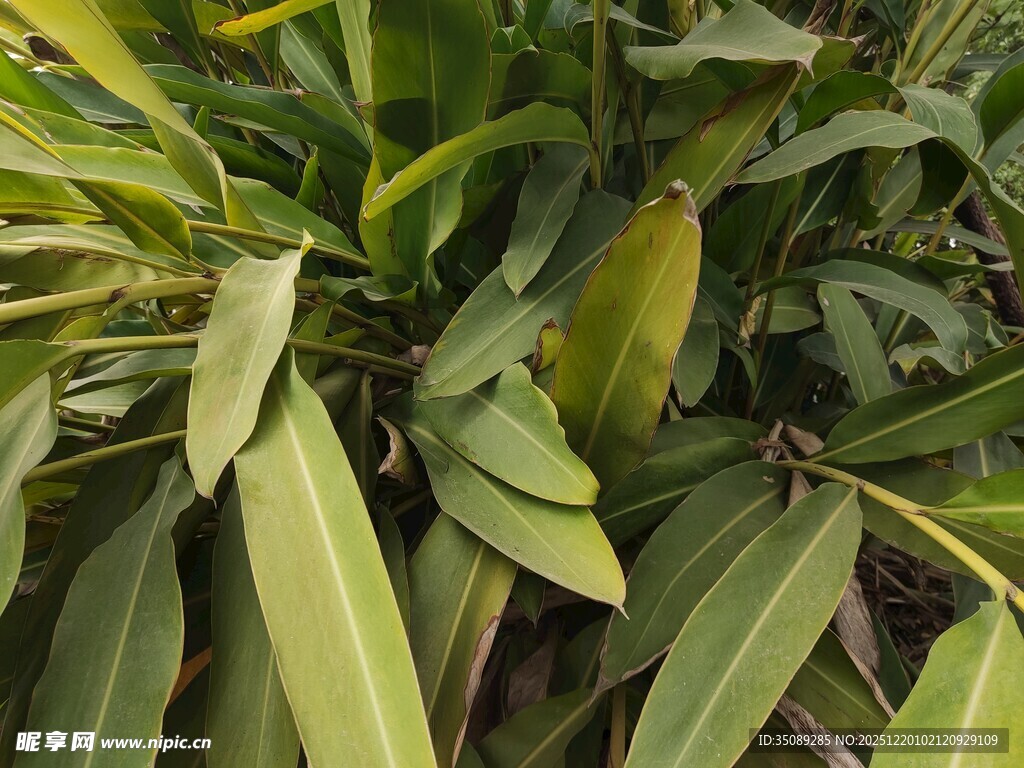 翠绿植物叶片特写