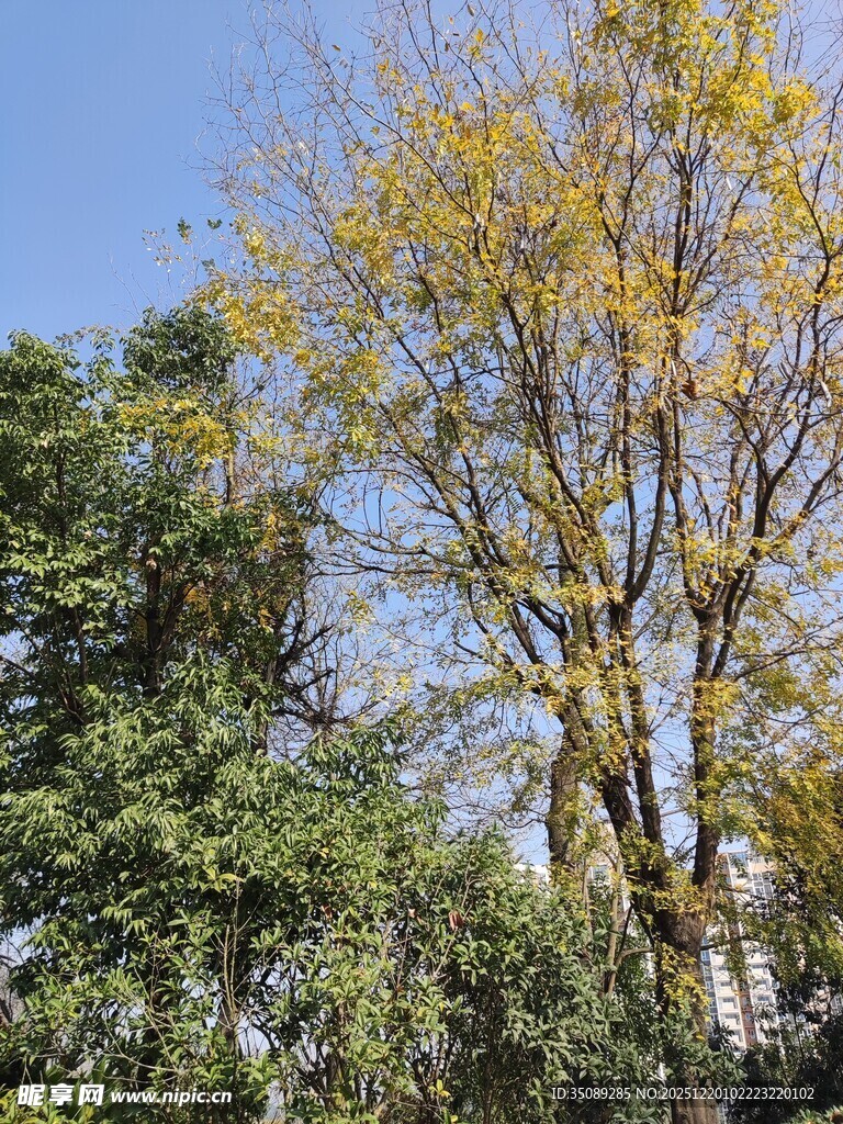 秋日黄叶树木景致