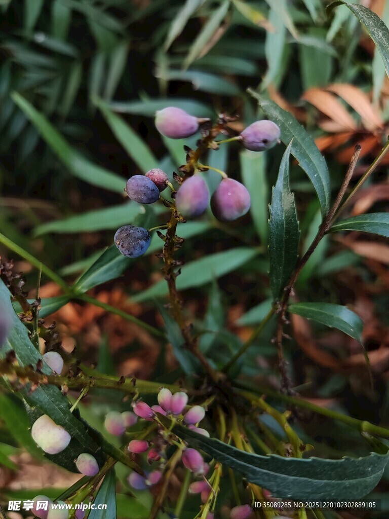 枝头紫果与绿叶相映