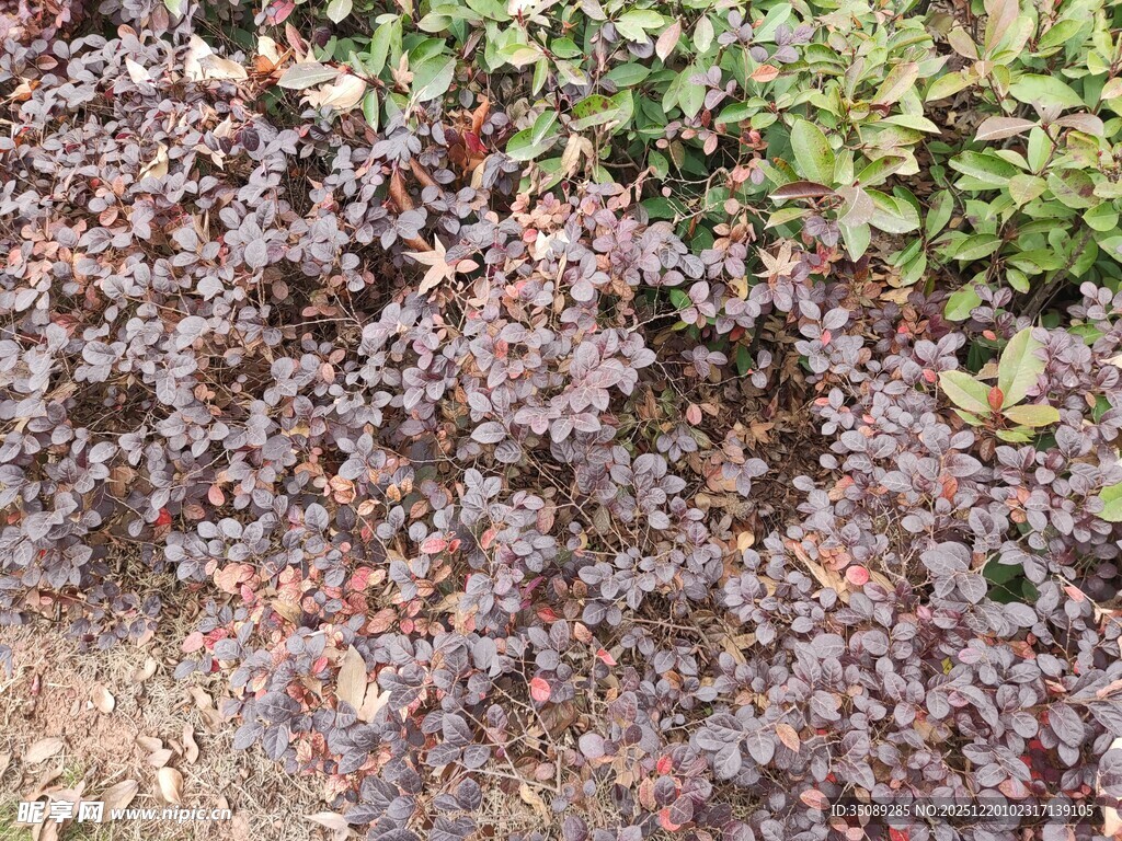 紫叶植物景观