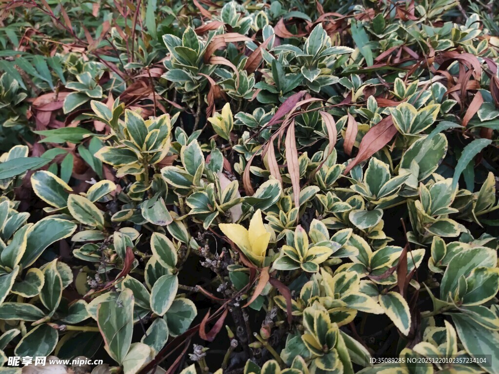 多彩斑纹植物特写