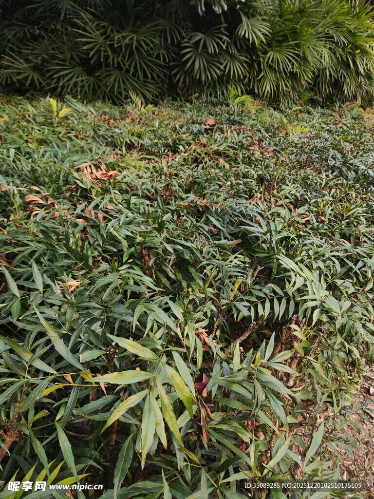 茂密绿植景观