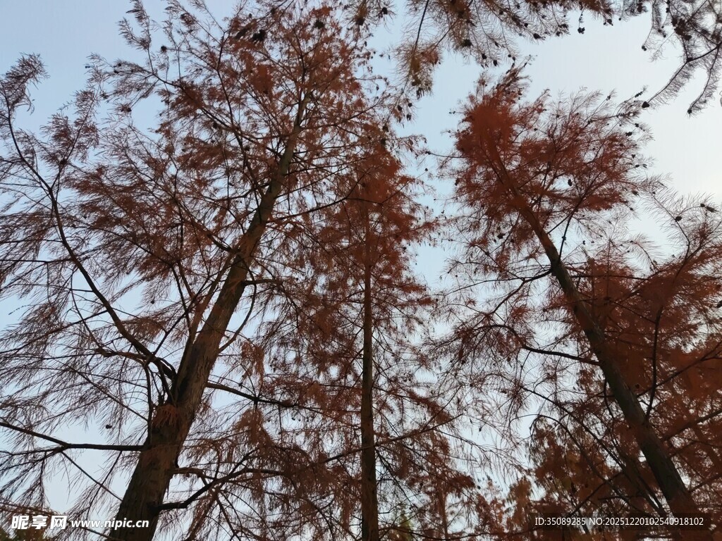 秋日挺拔红杉树