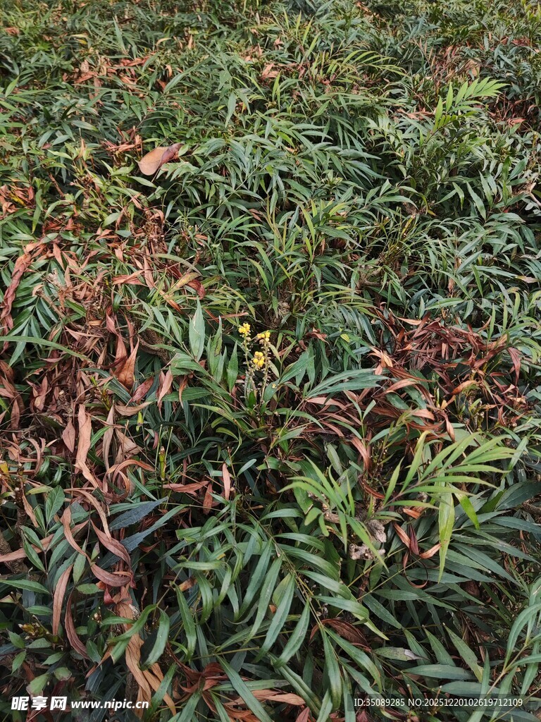 多彩植物叶片特写