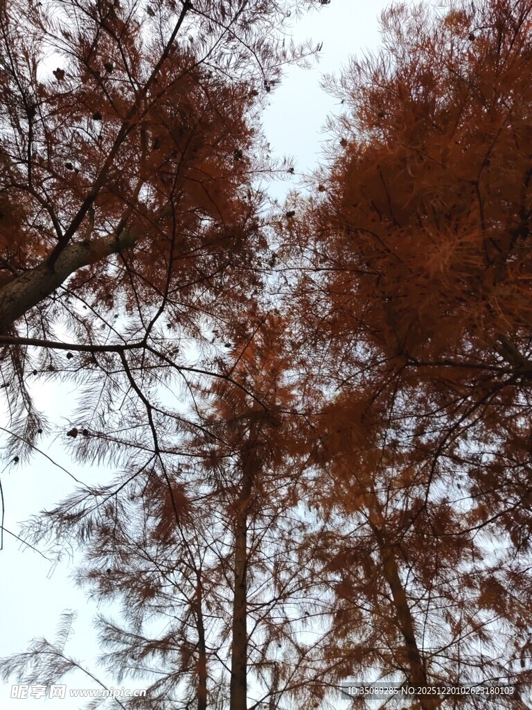 仰视红棕色树木树冠