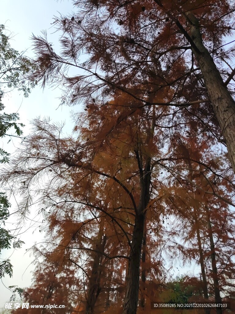 秋日红杉林美景