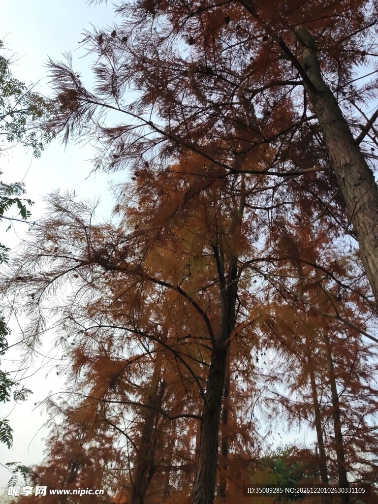 秋日红杉树景观