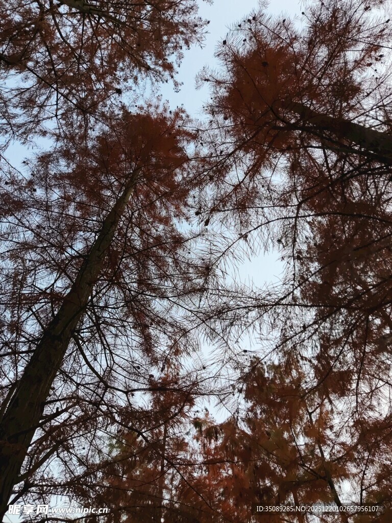 仰视秋日红杉林树冠