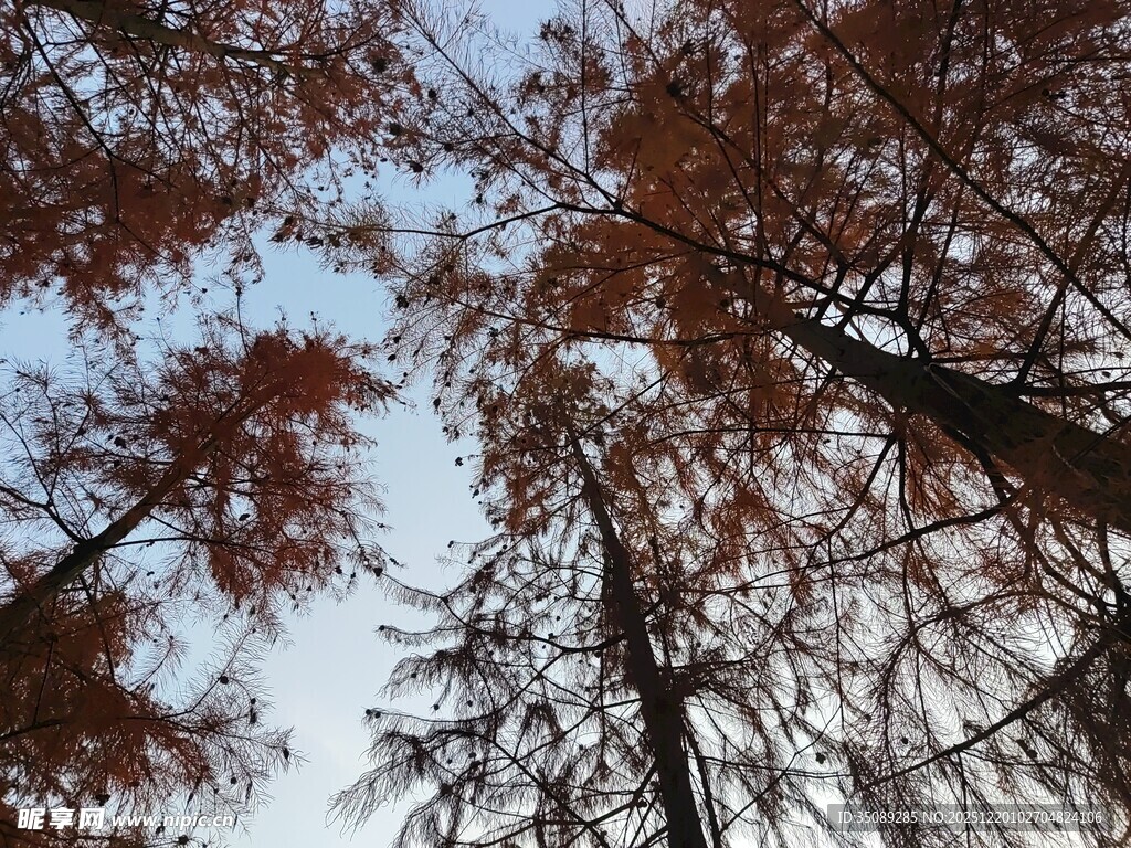 仰视秋日红杉林树冠