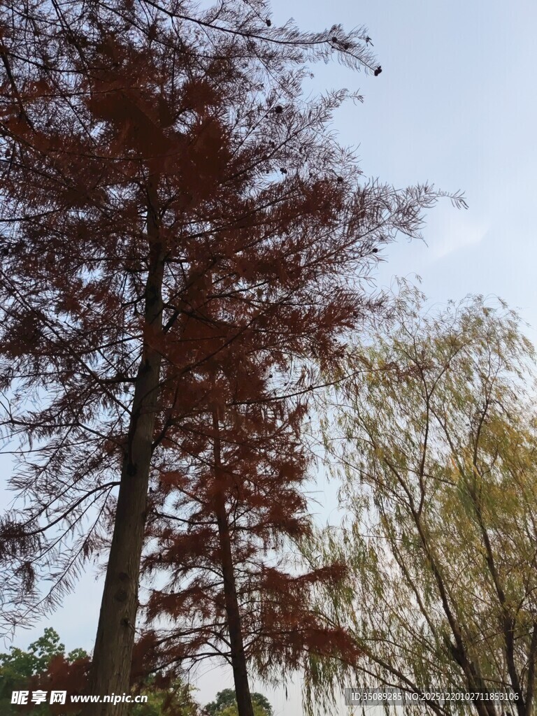 秋日湖畔红杉树美景