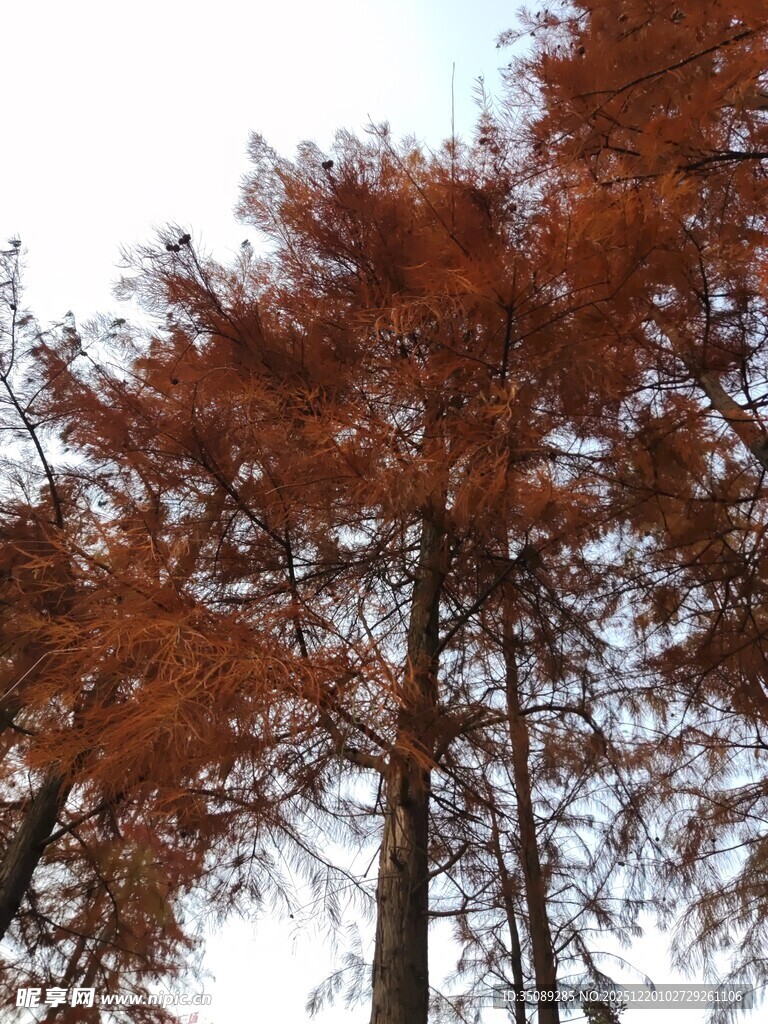 秋日红杉树景观