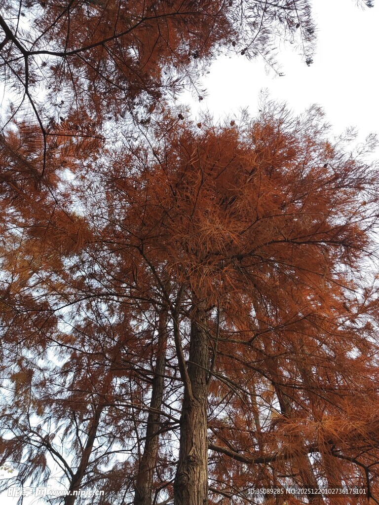 秋日红杉林美景