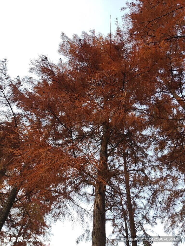 秋日红杉树景观