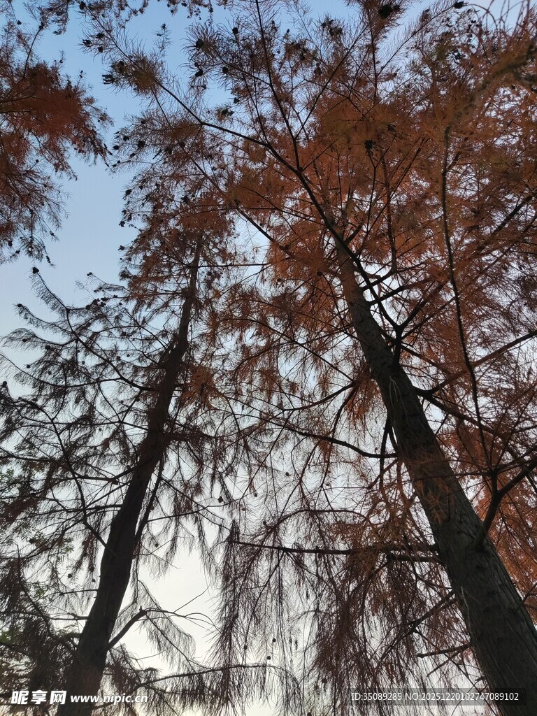 秋日挺拔的红棕色树木