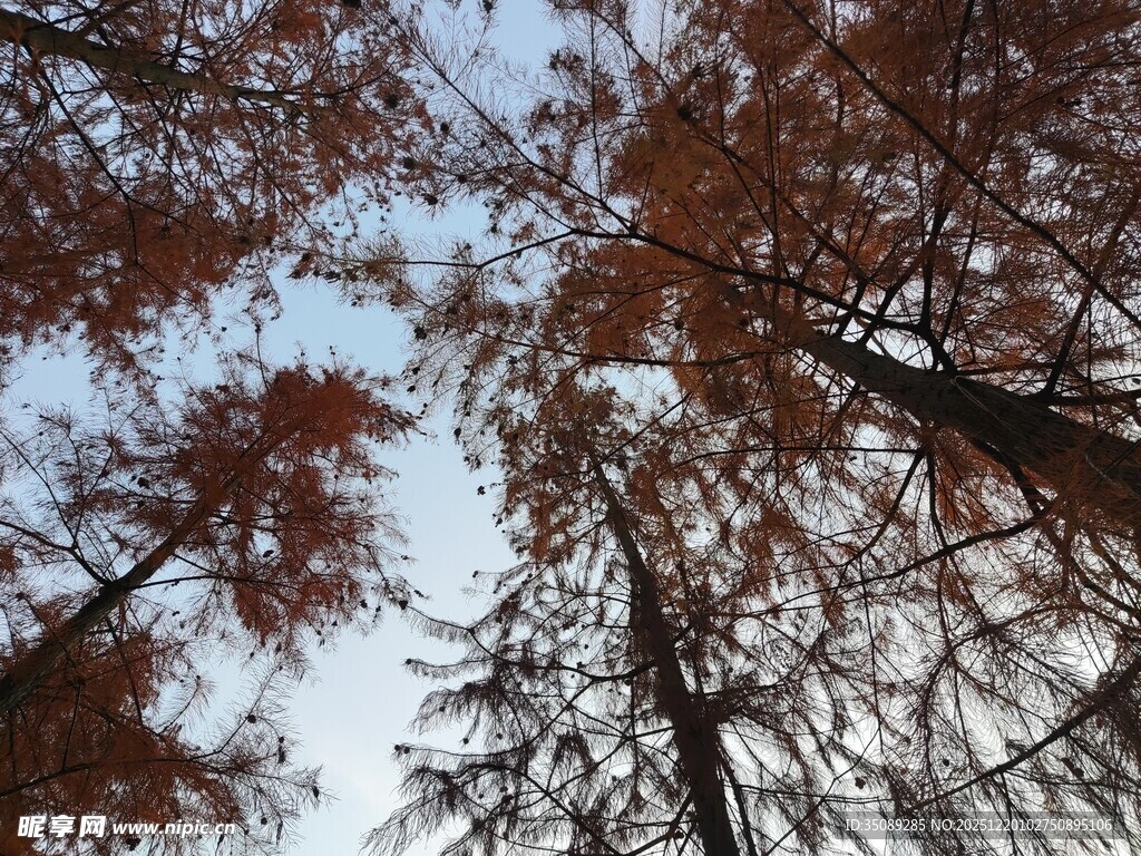 仰视秋日水杉林树冠