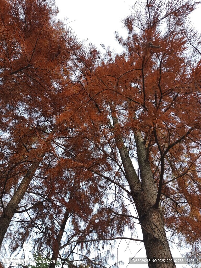 秋日红杉树景致