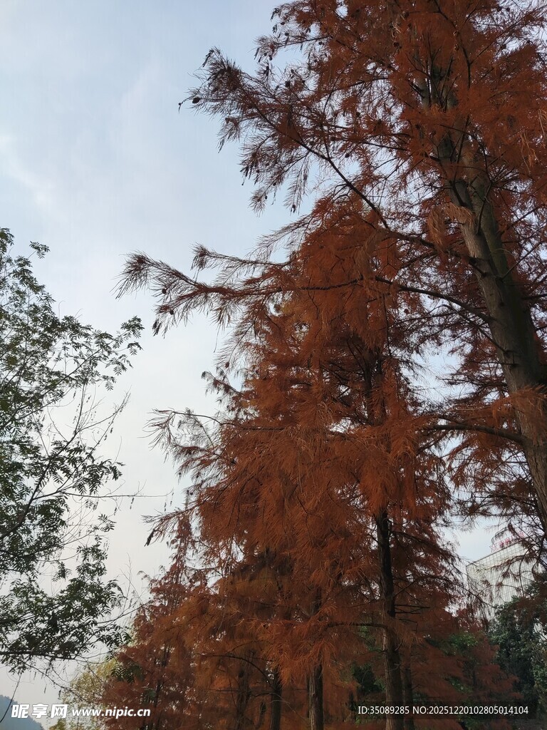 秋日红杉林美景