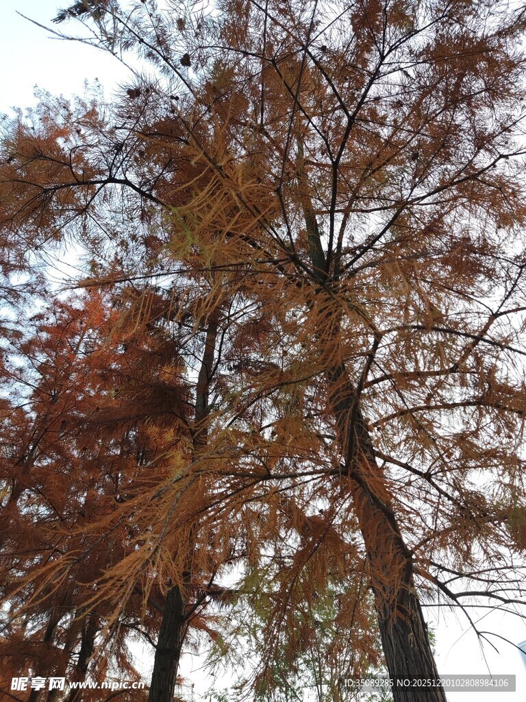 秋日红杉树景致