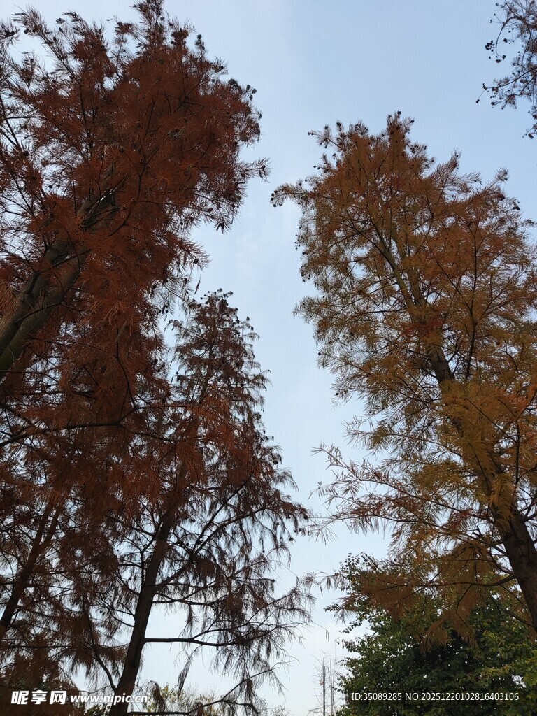 秋日红杉树景致