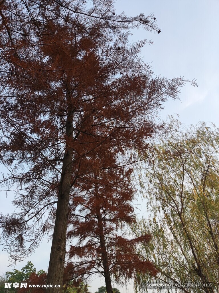 秋日红杉树景致