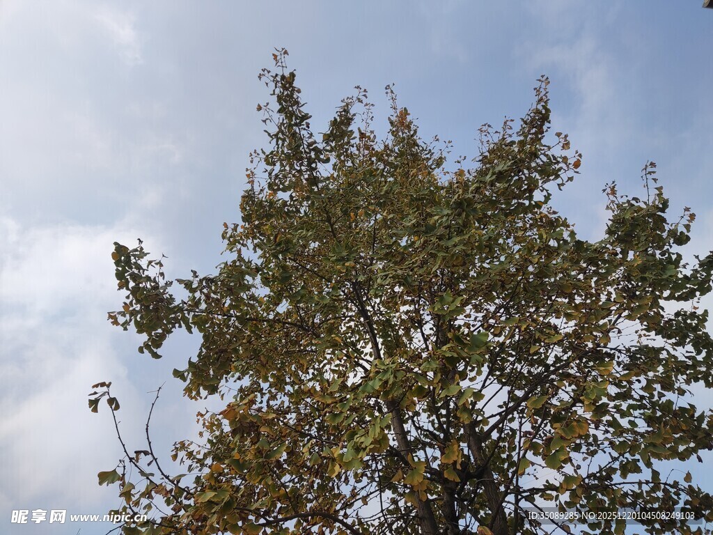 蓝天之下的繁茂绿树