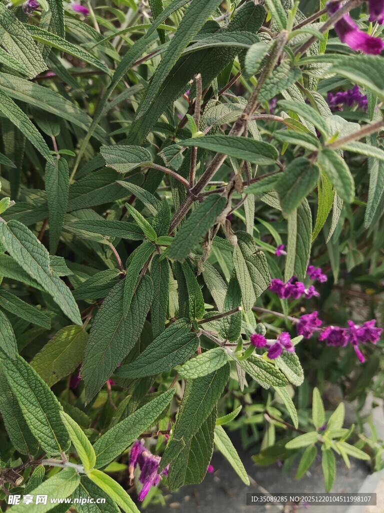 绿叶丛中的紫色小花