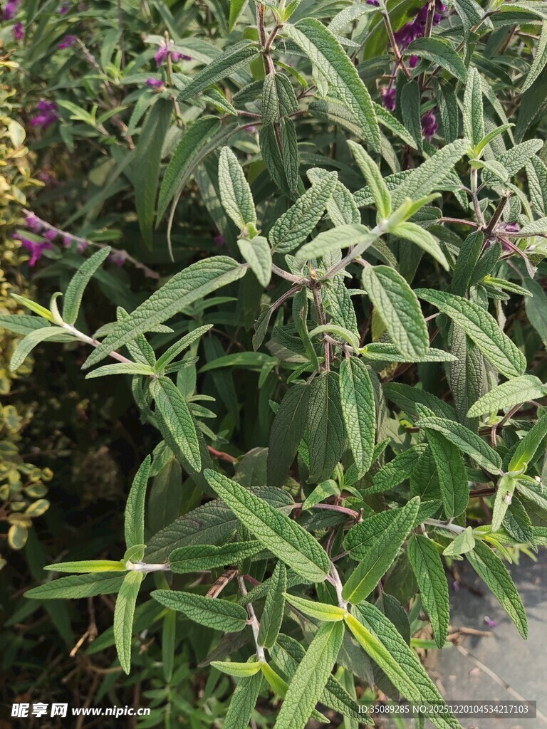 绿叶紫花植物特写