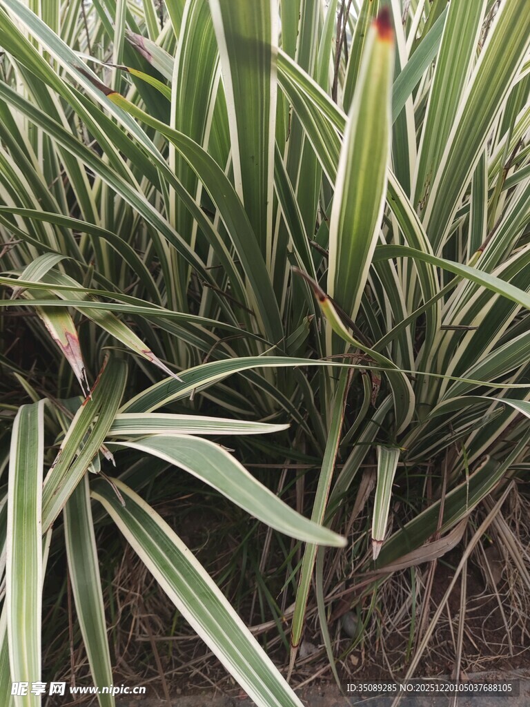 翠绿条纹吊兰植物特写