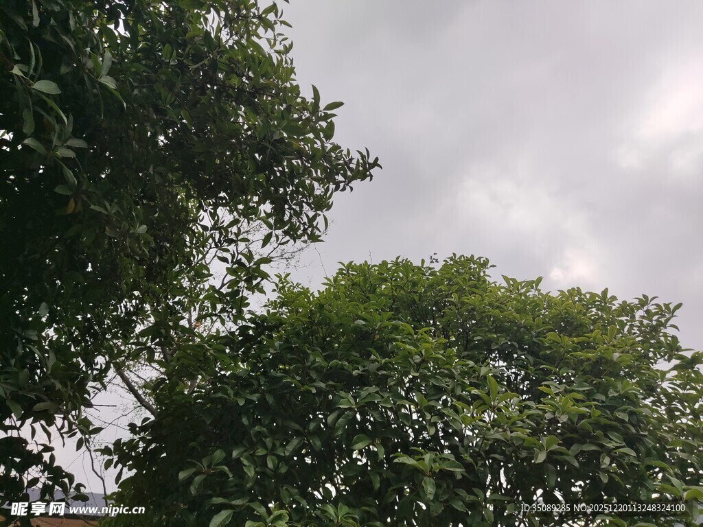 绿树映灰天的自然景致