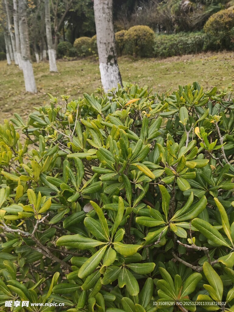 绿意盎然的灌木与树林