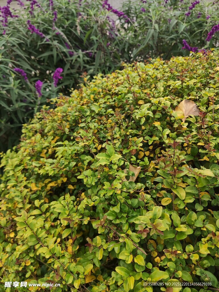 翠绿灌木丛中的紫色花卉