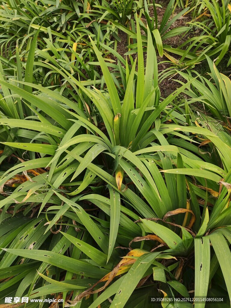 茂密的绿色凤梨植物