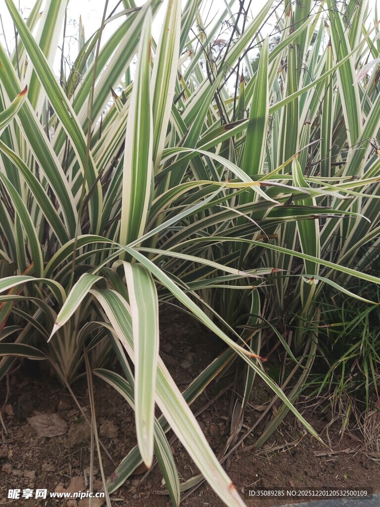 带条纹的绿植叶片特写
