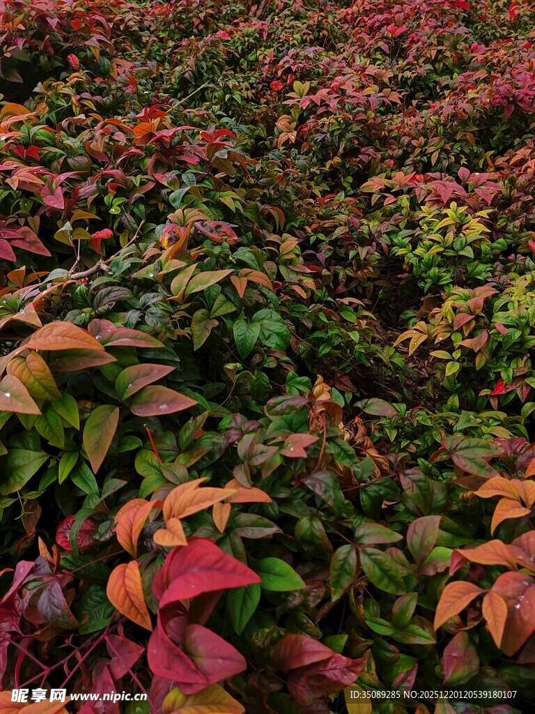 多彩斑斓的红叶植物景观