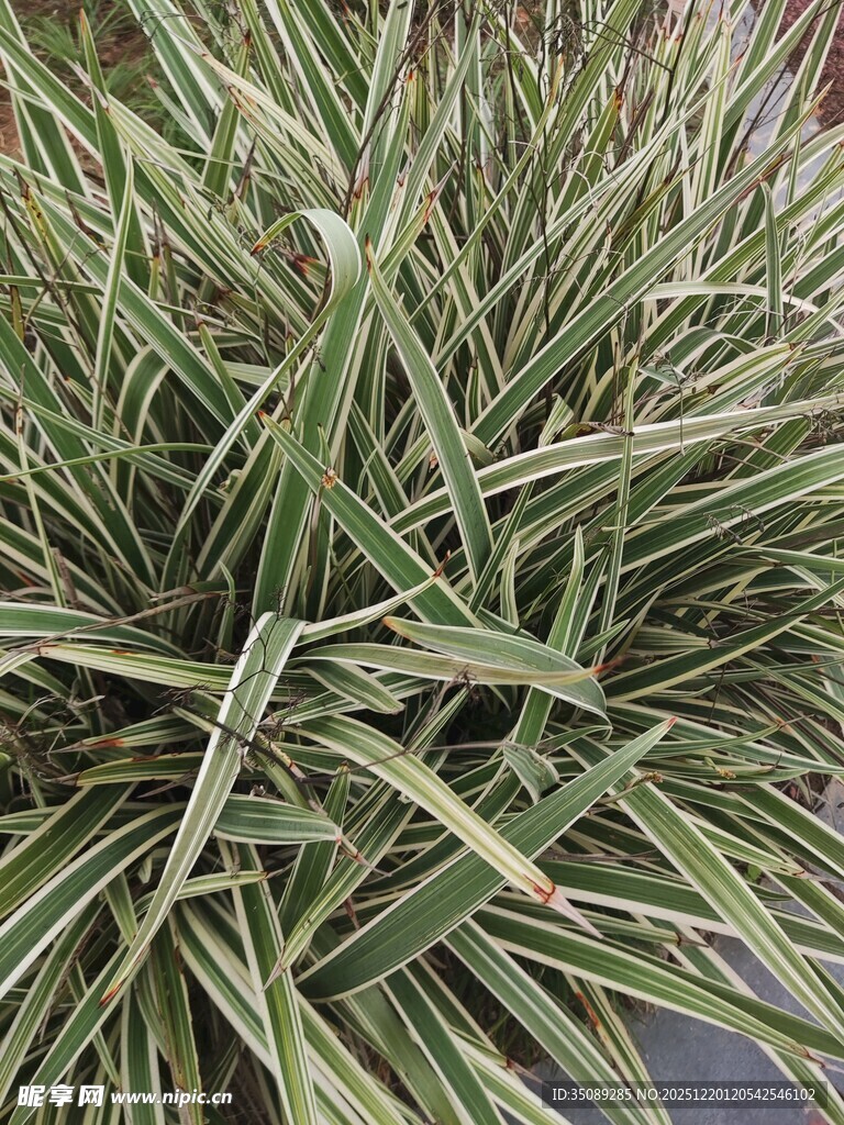 条纹绿叶植物特写