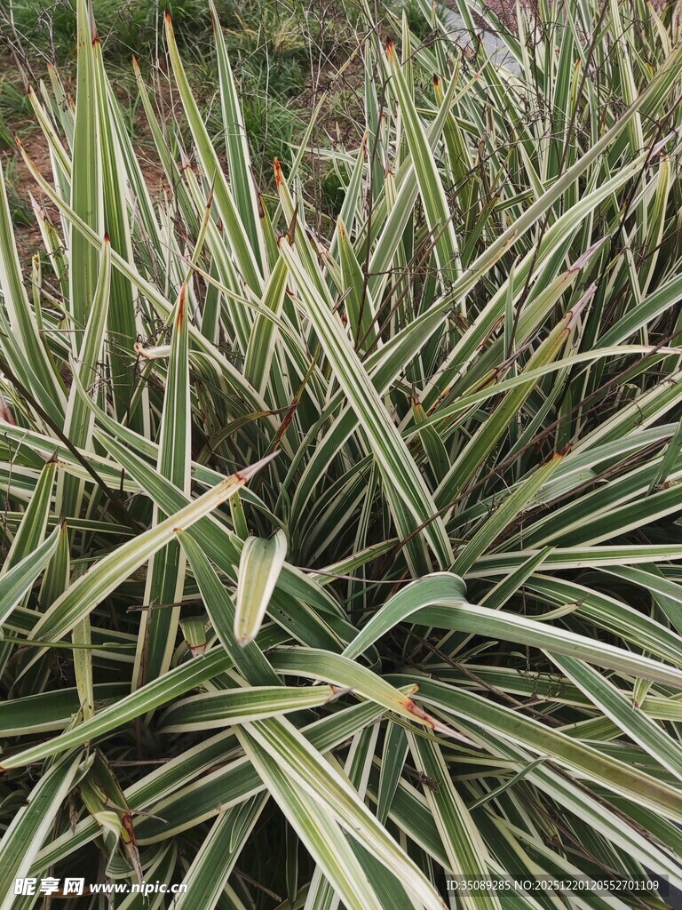 金边麦冬草特写