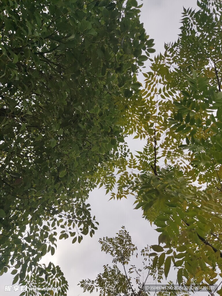 仰视茂密树林绿意盎然