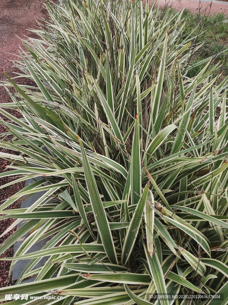 金边麦冬植物景观