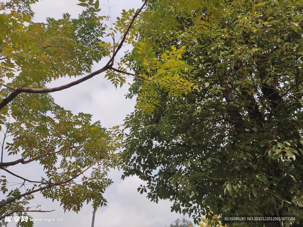 仰视茂密绿树树冠
