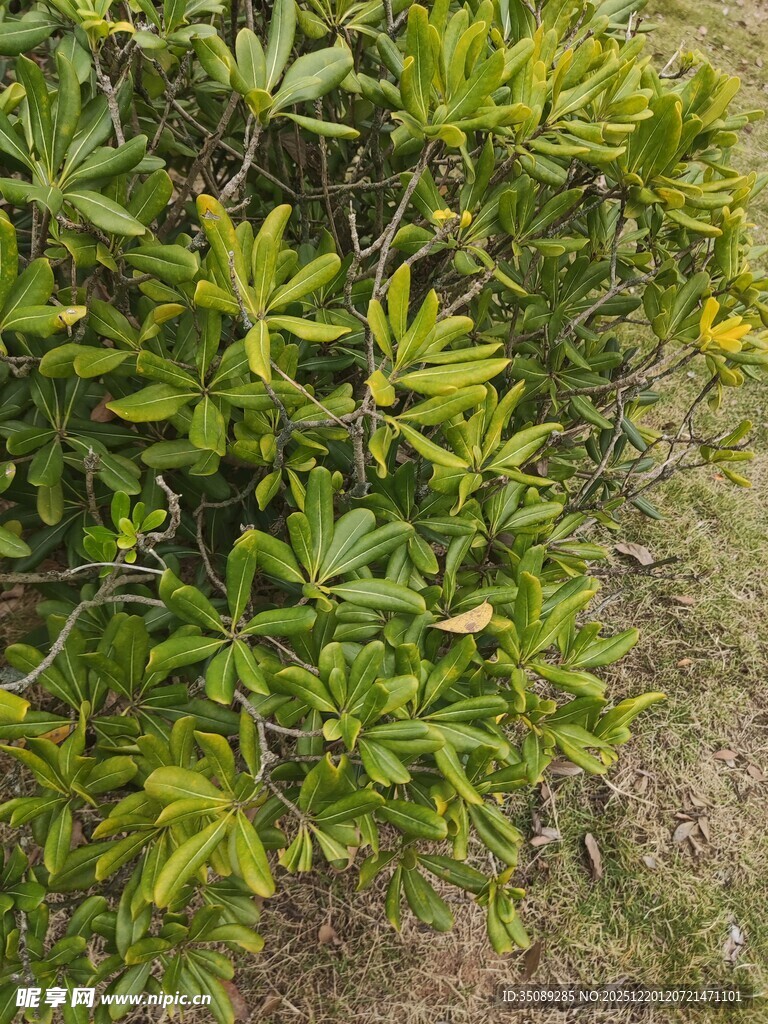 绿叶繁茂的植物景观