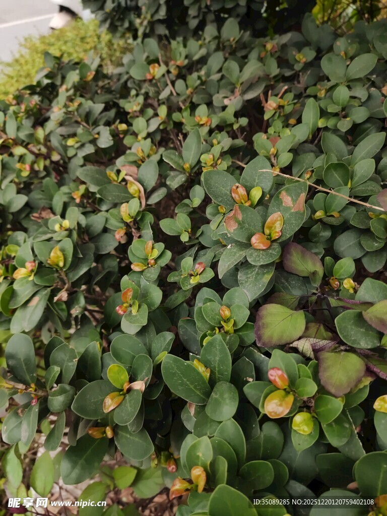 翠绿繁茂的圆形叶片植物