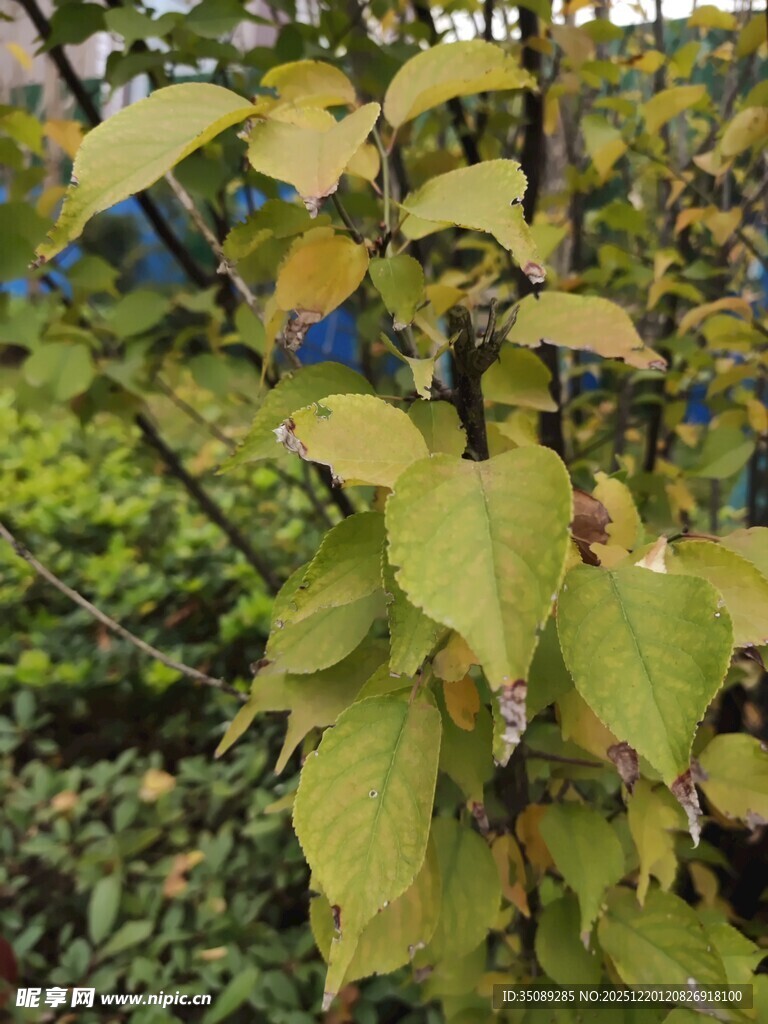 绿叶繁茂的植物枝干