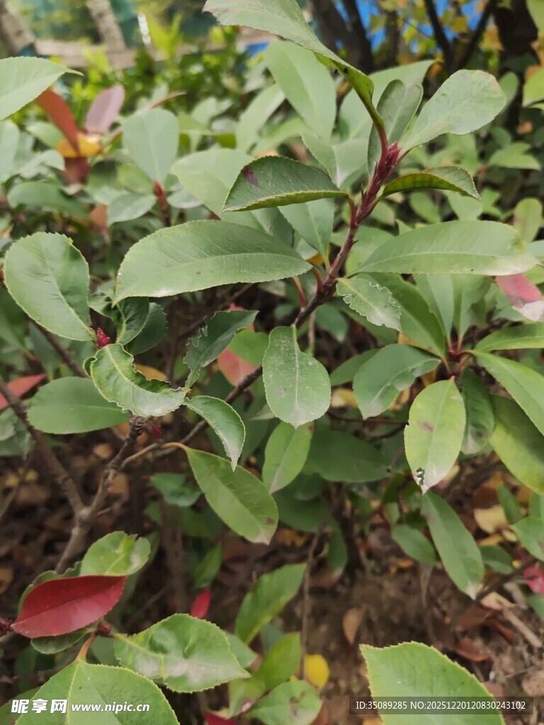 绿叶红边植物特写