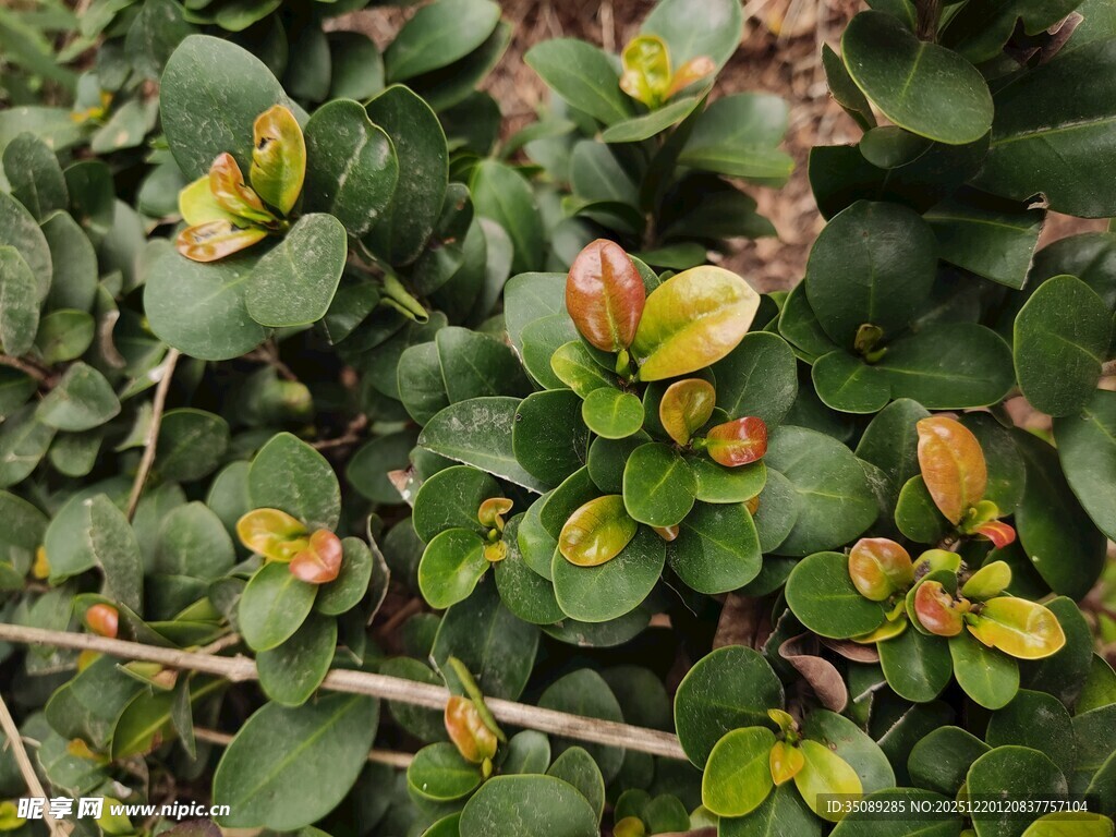 绿叶间的多彩植物