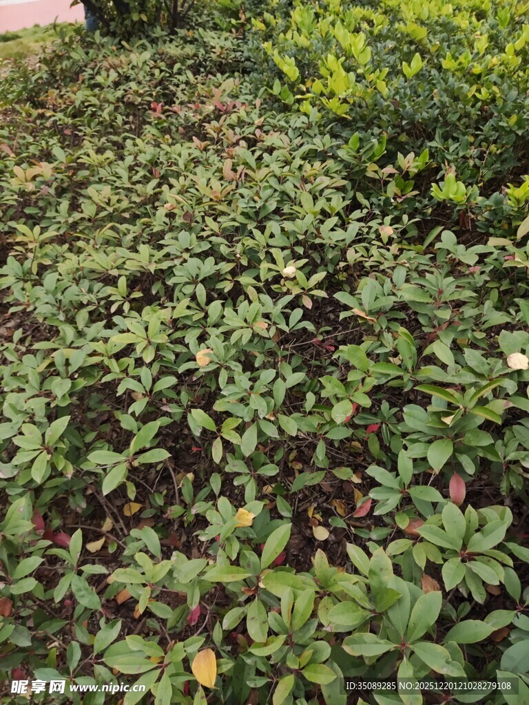 绿叶繁茂的地面植物景观