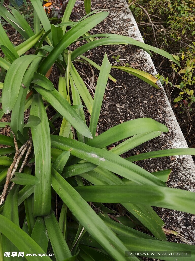 翠绿长叶植物特写