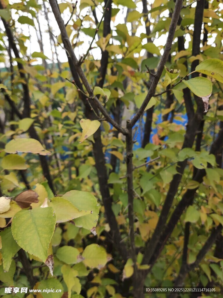 秋日枝头黄绿相间的树叶